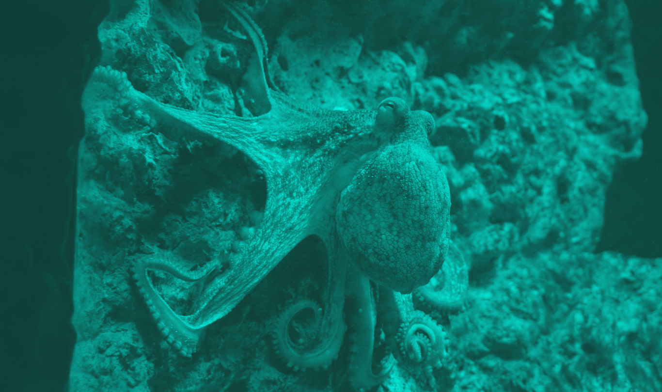 An octopus among the rocky seabed, illuminated with a turquoise hue.
